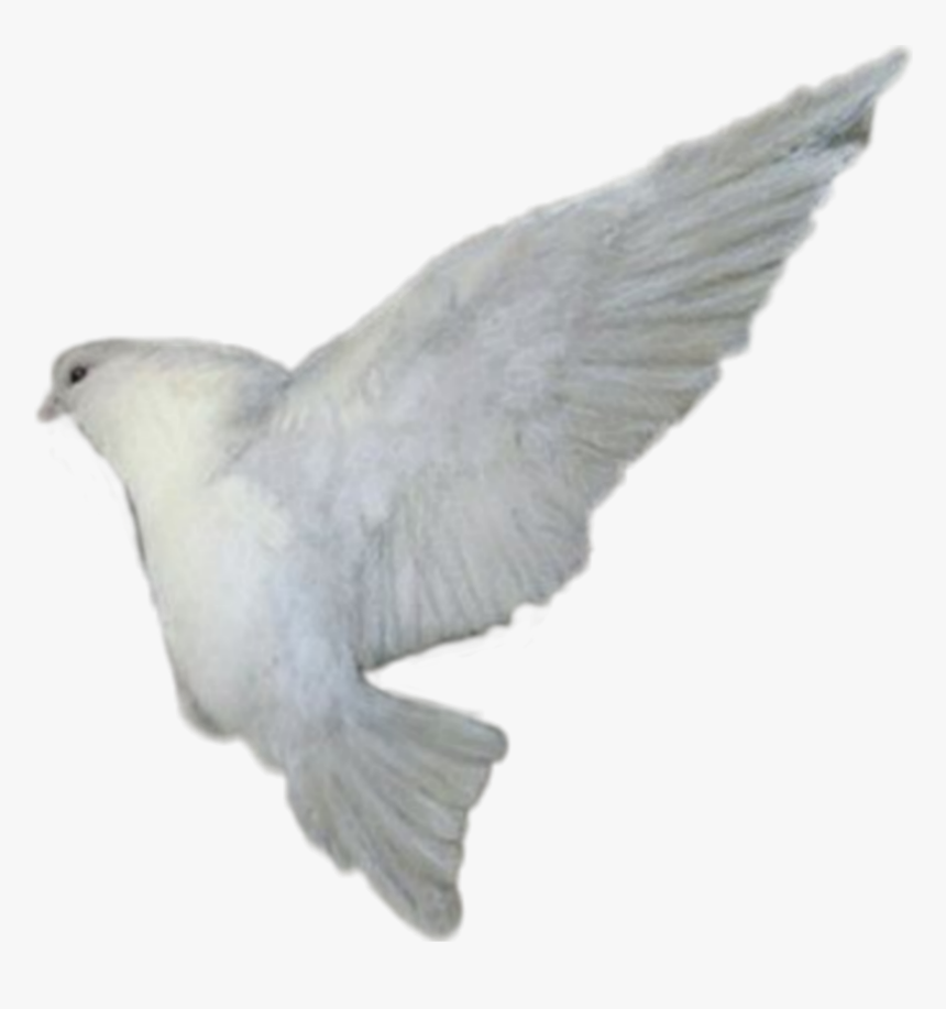 #paloma #blanca - Stock Dove, HD Png Download, Free Download