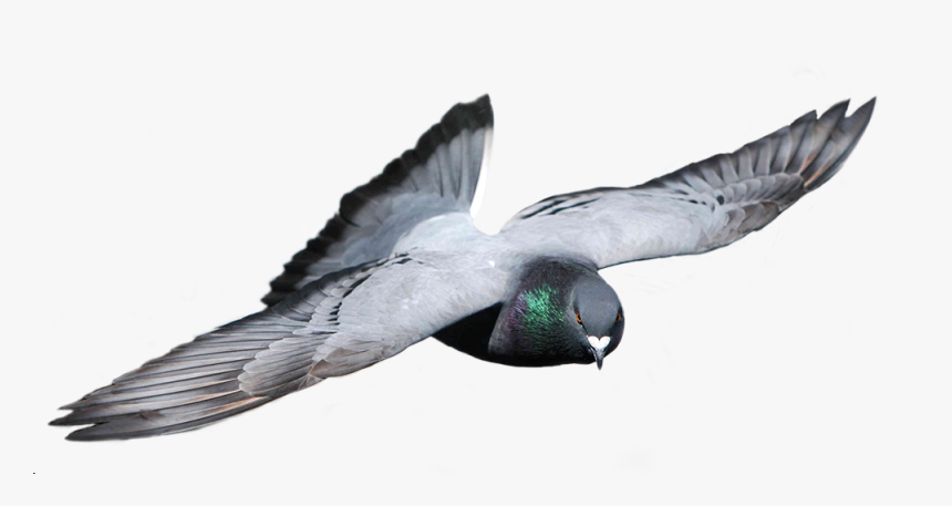 Transparent Palomas Png - Stock Dove, Png Download, Free Download