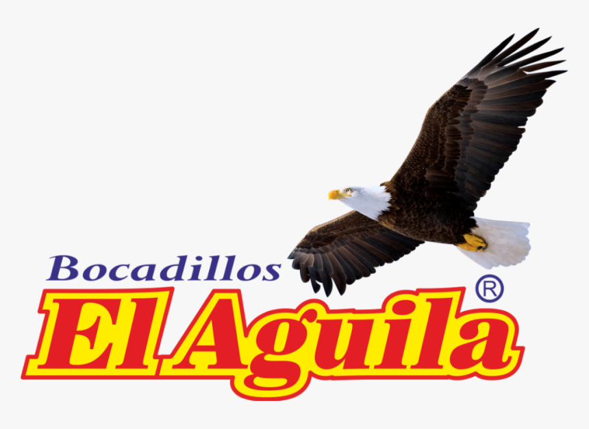 Logo Bocadillos El Aguila1000 - Bald Eagle, HD Png Download, Free Download