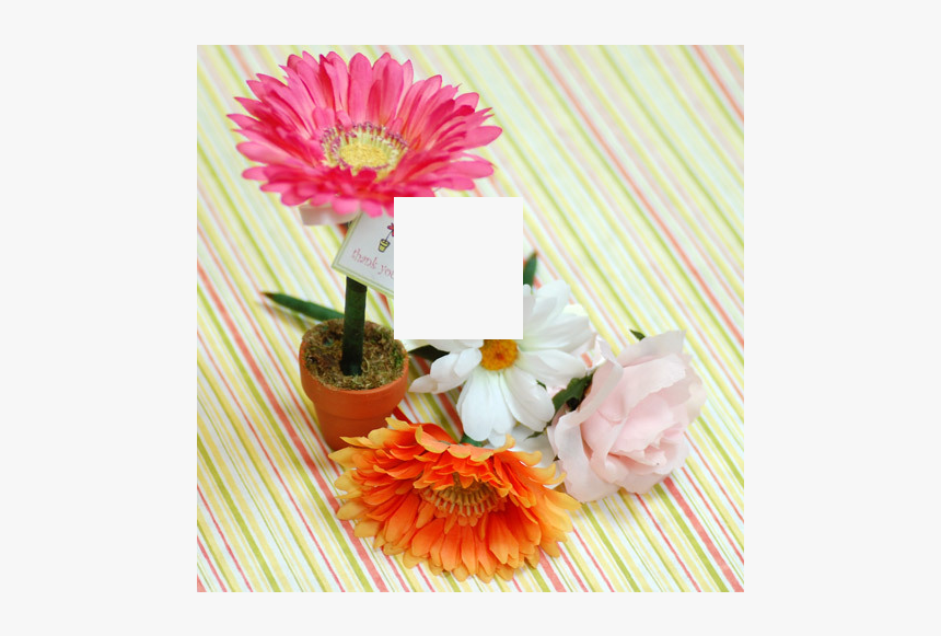 Barberton Daisy, HD Png Download, Free Download