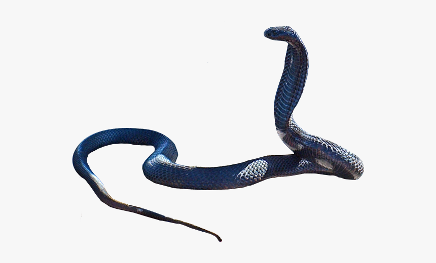 Transparent Black Snake Png, Png Download, Free Download