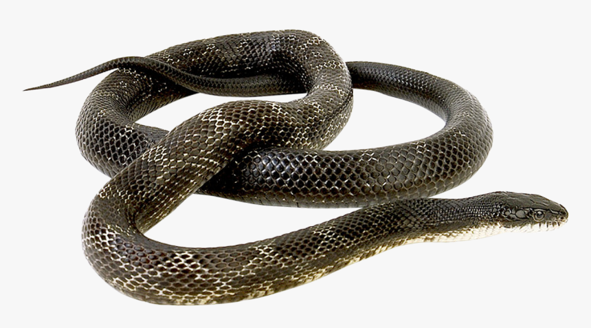 Grass Snake No Background, HD Png Download, Free Download
