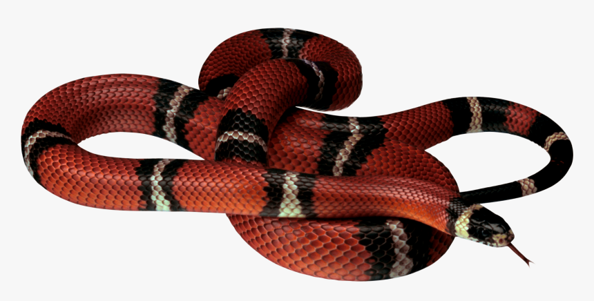 Now You Can Download Snake Png Clipart - Red Snake No Background, Transparent Png, Free Download