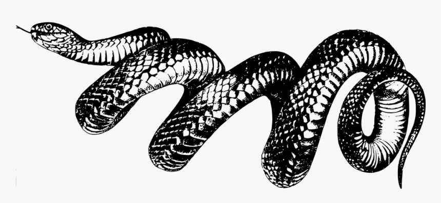 Clipart Of Snake Png Image - Taylor Swift Reputation Transparent, Png Download, Free Download