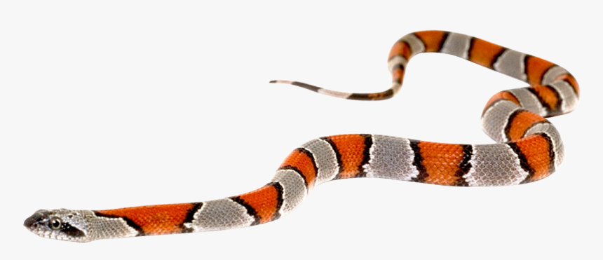 Snake Png Image - Portable Network Graphics, Transparent Png, Free Download