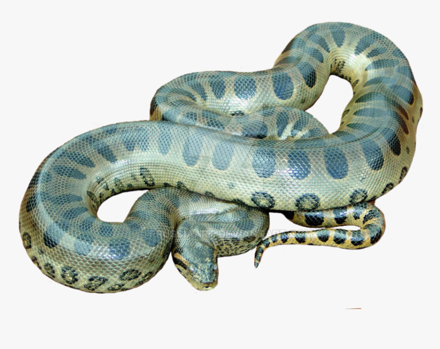 Transparent Snake Clip Art - Green Anaconda Anaconda Png, Png Download, Free Download