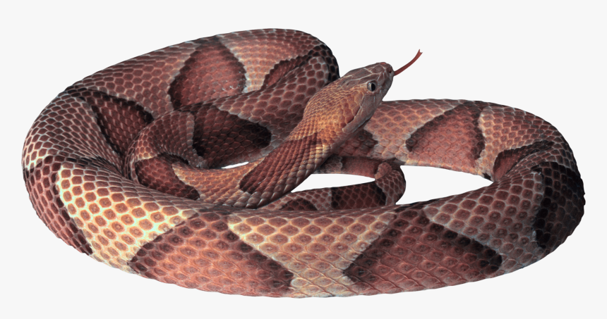 Snake Images Free, HD Png Download, Free Download