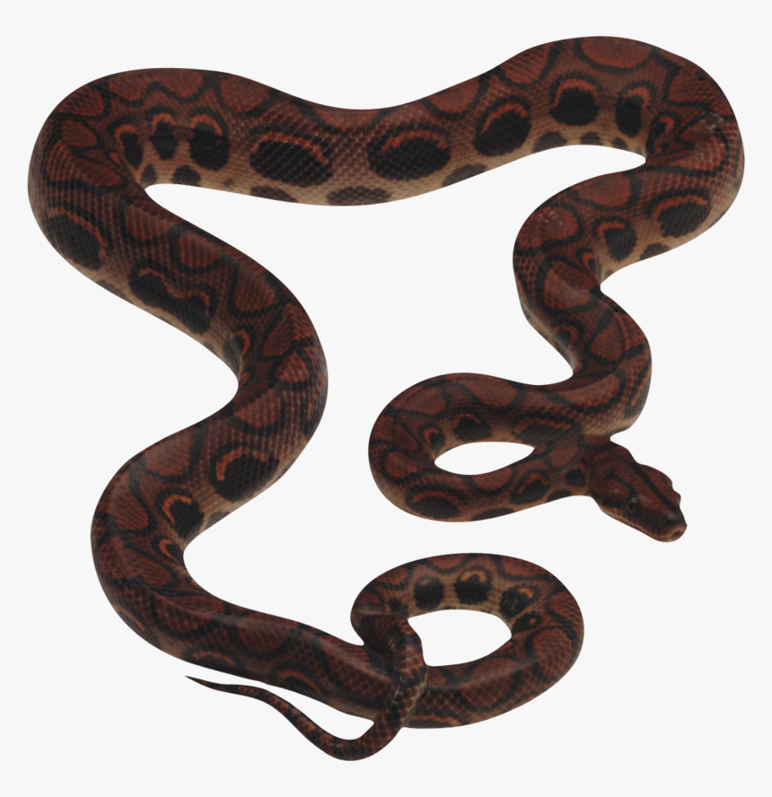 Vijay Mahar Snake Png, Transparent Png, Free Download