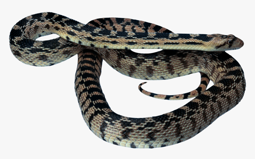Garter Snake With Transparent Background, HD Png Download, Free Download