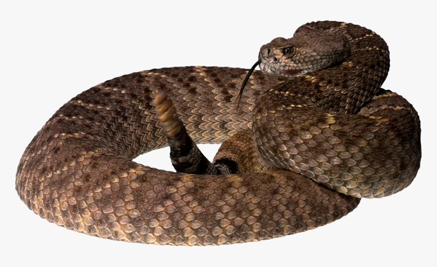 Brown Tree Snake Png, Transparent Png, Free Download
