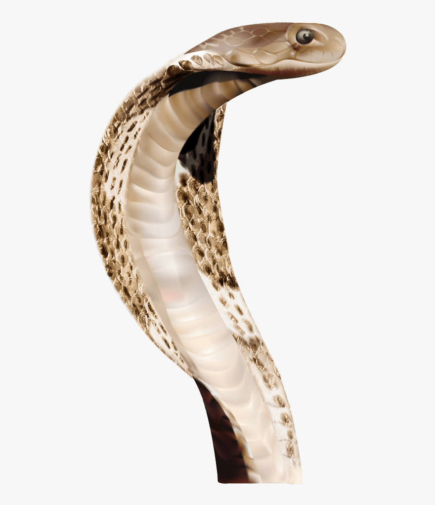 Cobra Head Snake - Snake Head Png, Transparent Png, Free Download