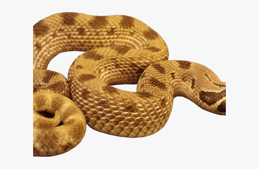 Transparent Serpent Png - Transparent Background Snake Gif Transparent, Png Download, Free Download