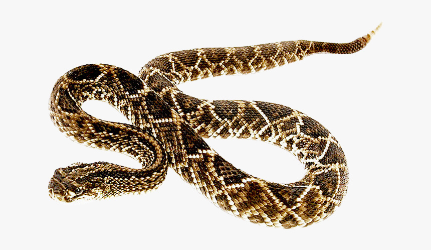 Snake Clipart Bull Snake - Rattlesnake Transparent, HD Png Download, Free Download