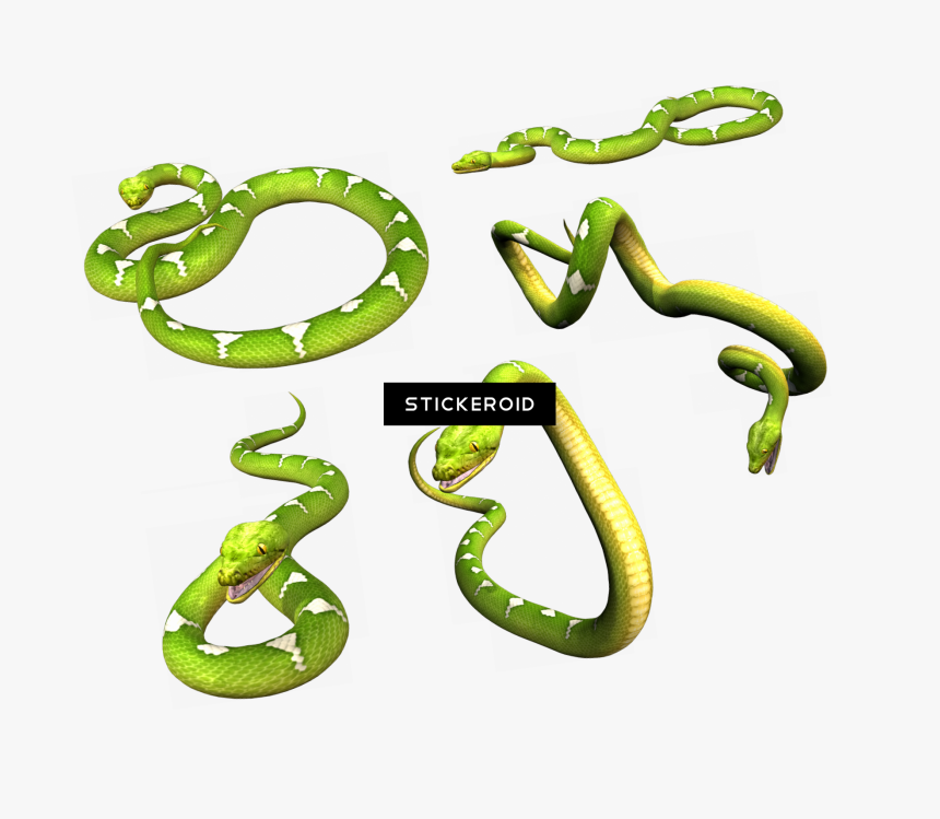 Green Snake Png, Transparent Png, Free Download