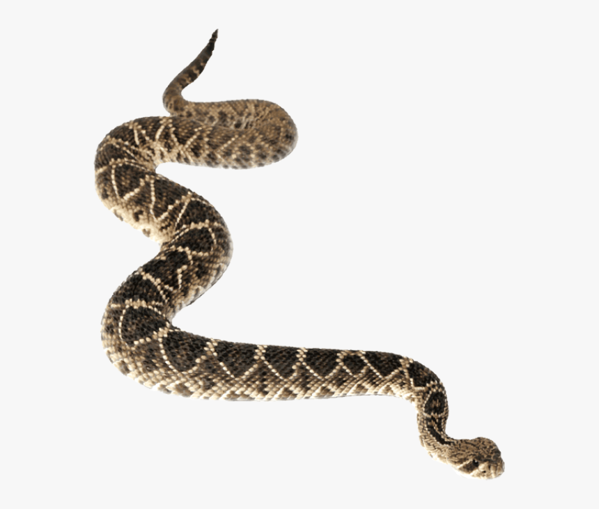 Rattlesnake Png, Transparent Png, Free Download