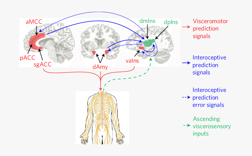 Interoceptive Network, HD Png Download, Free Download