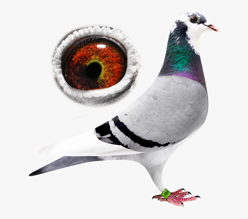 Transparent Sylvester Png - Pigeons And Doves, Png Download, Free Download