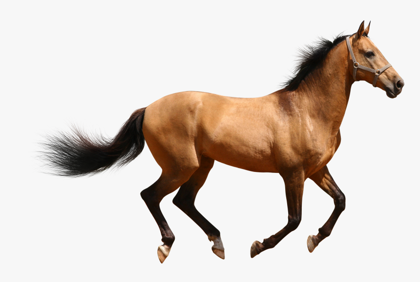 Facts History Useful Information - Horse Png, Transparent Png, Free Download