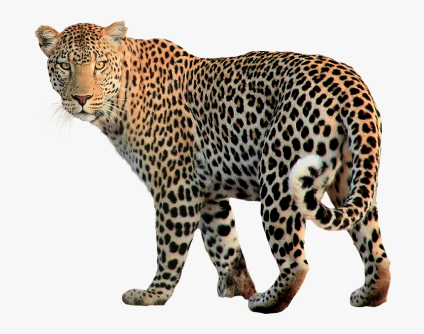 Leopard Transparent, HD Png Download, Free Download