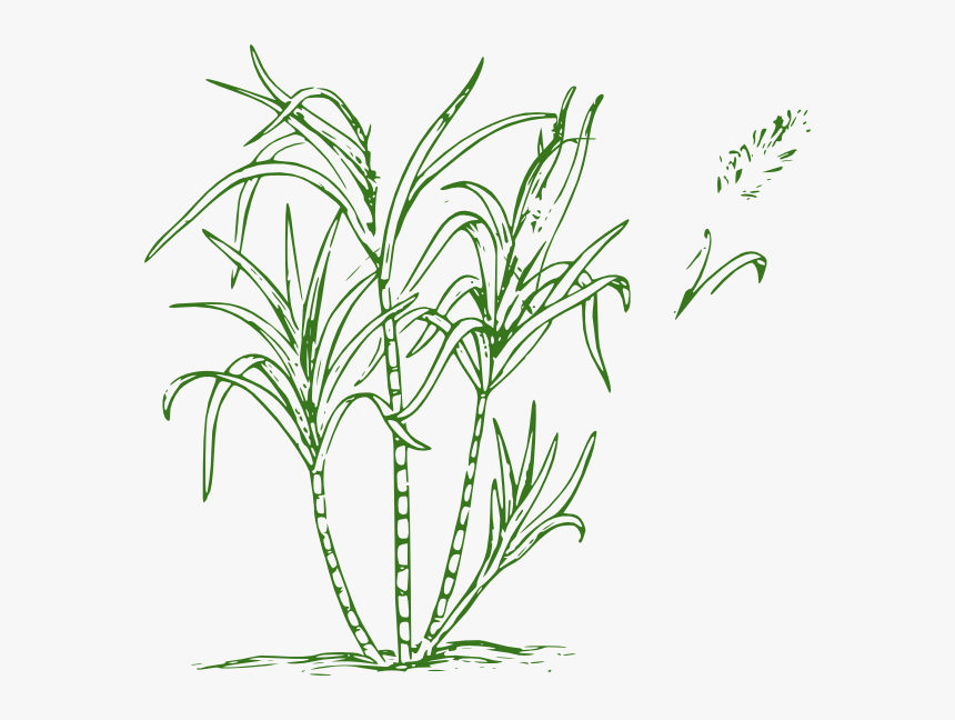 Picture Black And White Sugar Drawing At Getdrawings - Sugar Cane Clip Art, HD Png Download, Free Download