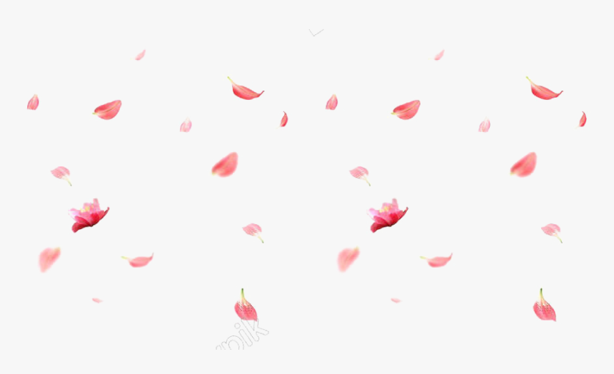 Transparent Cherry Blossom Petals Falling Png - Rose, Png Download, Free Download