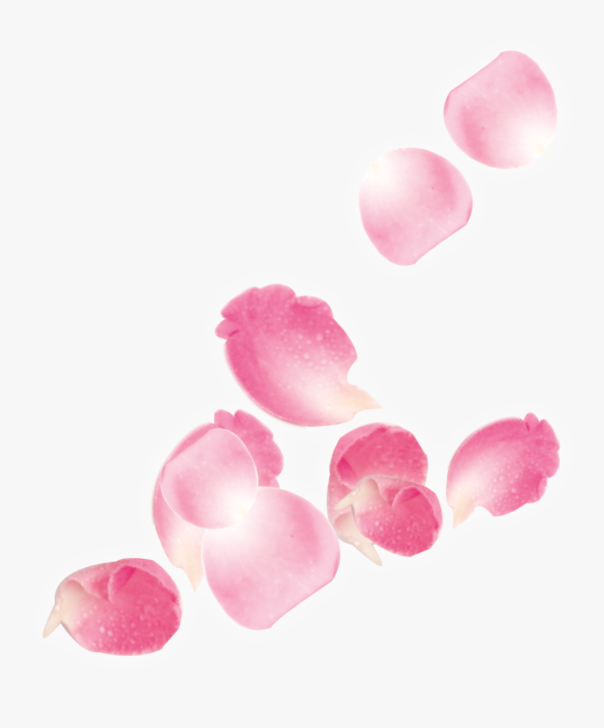 Transparent Sakura Flower Clipart, HD Png Download, Free Download