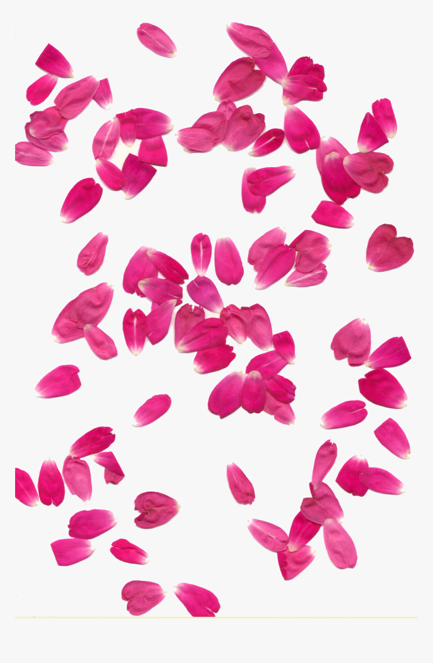 Falling Petals Png - Flowers Rain Images Png, Transparent Png, Free Download