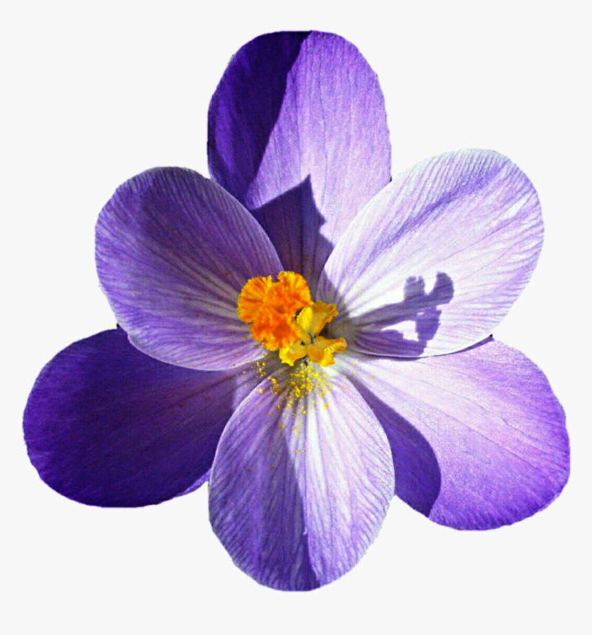 Crocus Png Picture - Crocus Png, Transparent Png, Free Download