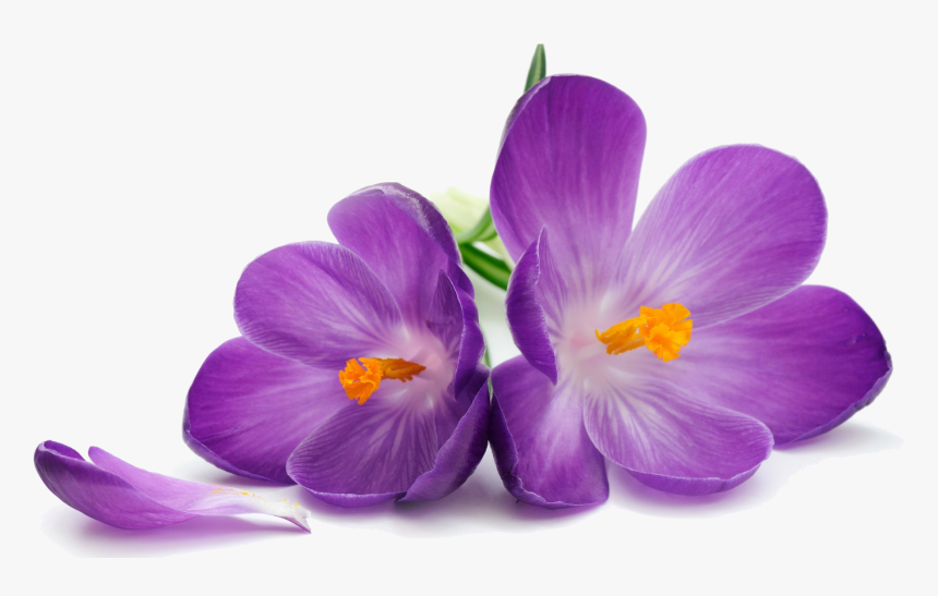Crocus Png Transparent Image - Purple Flower On White Background, Png Download, Free Download
