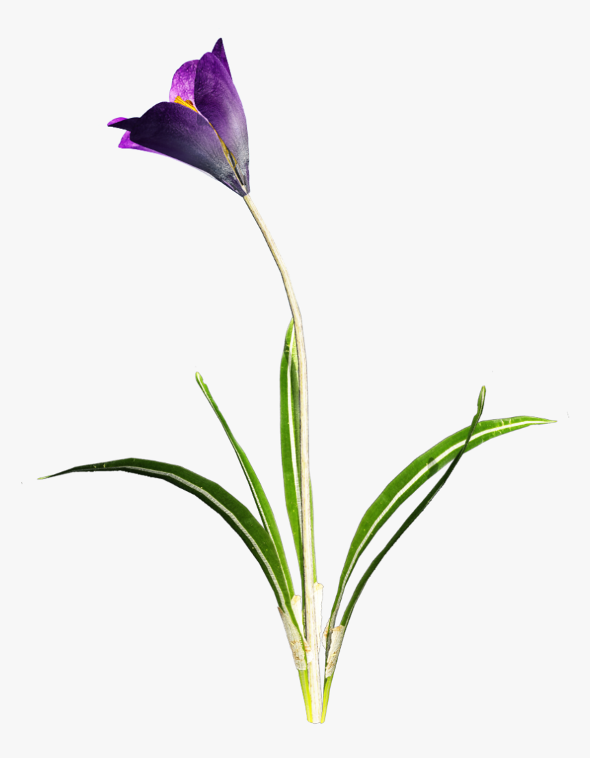 Download Crocus Free Png Image - Crocus Png, Transparent Png, Free Download