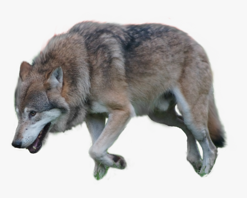 Gray Wolf Png, Transparent Png, Free Download