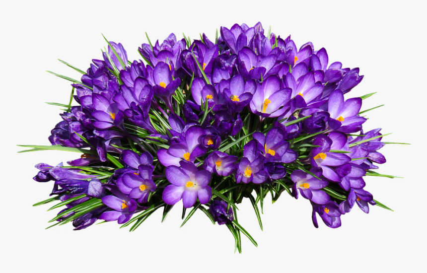 Nature, Flower, Crocus, Isolated, Spring, Purple - Spring Crocus, HD Png Download, Free Download