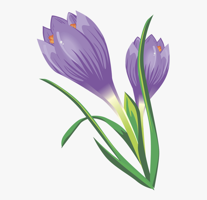 Crocus Clipart - Transparent Crocus Clipart, HD Png Download, Free Download