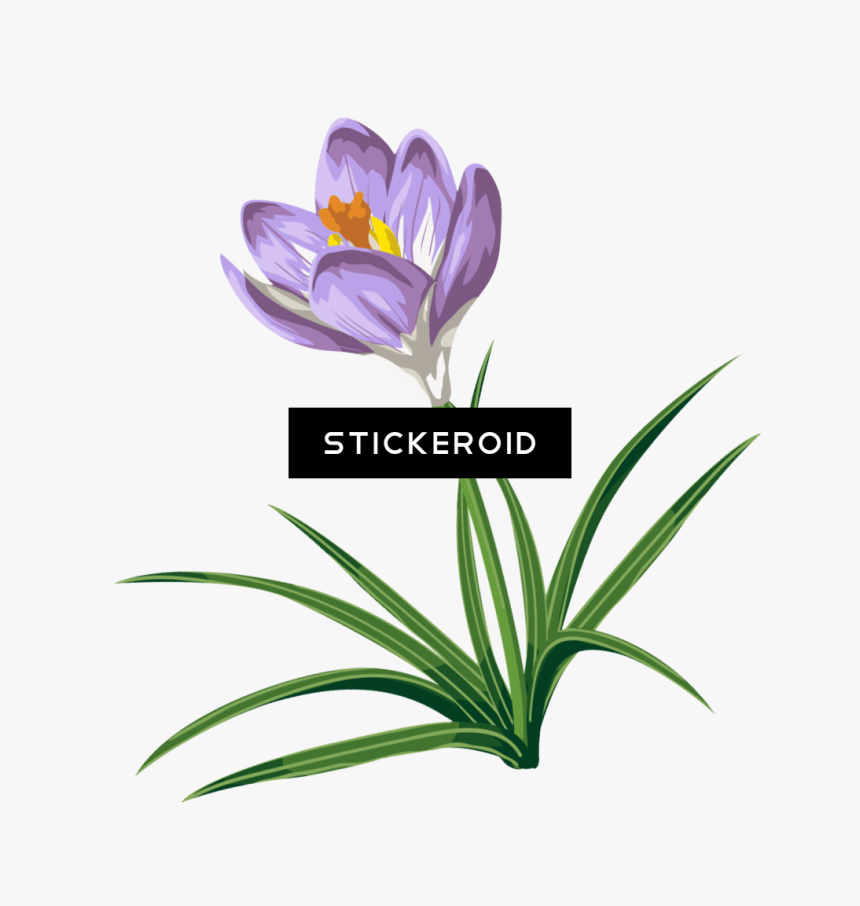 Flower,flowering Crocus,graphics,snow Crocus,pedicel,saffron - Clip Art, HD Png Download, Free Download