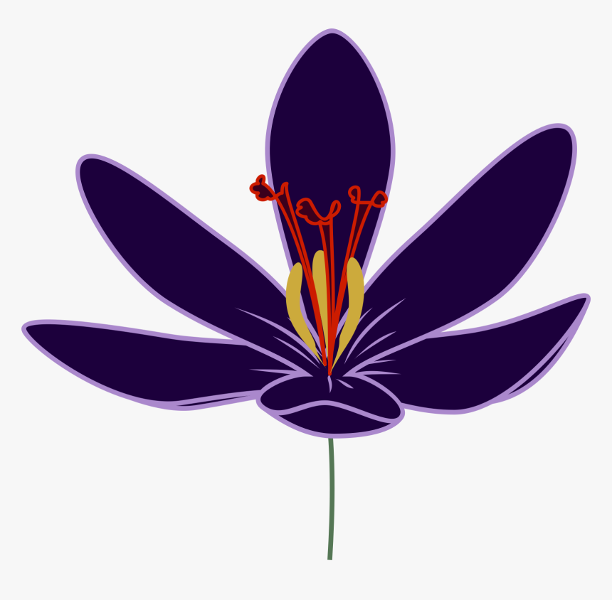 Crocus Transparent Png - Transparent Saffron Flower Png, Png Download, Free Download