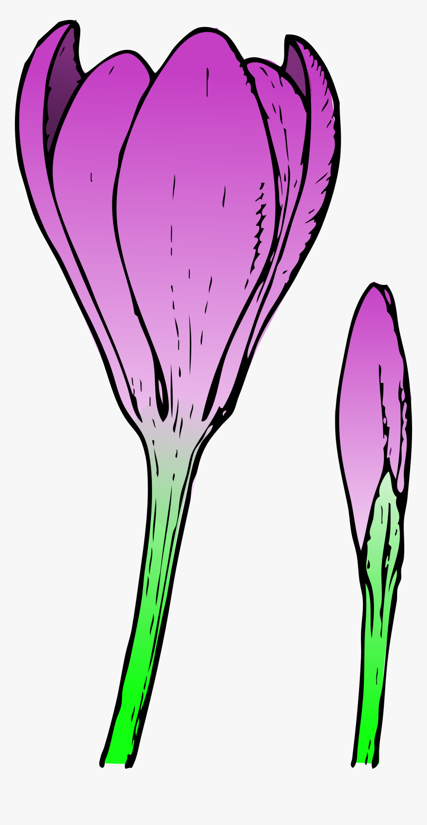 Bud - Clipart - Crocus Flower, HD Png Download, Free Download