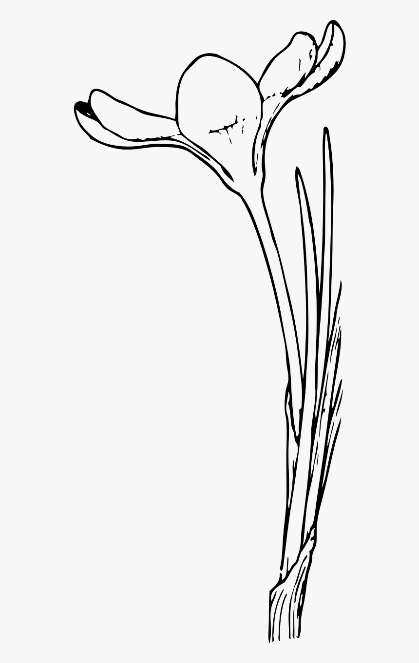 Drawing Of Open Flower, HD Png Download, Free Download
