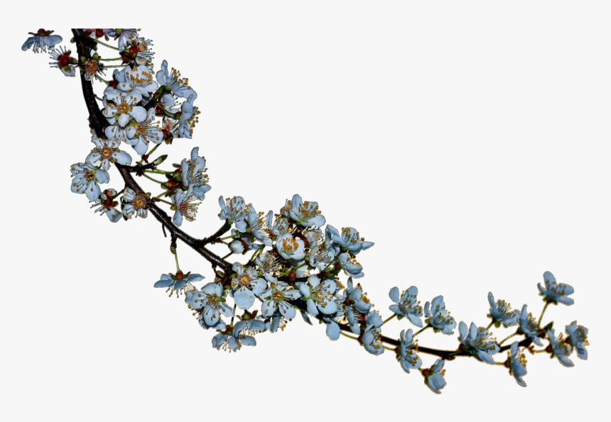 Blossoms Clip Arts - Cherry Blossom Silhouette Png, Transparent Png, Free Download