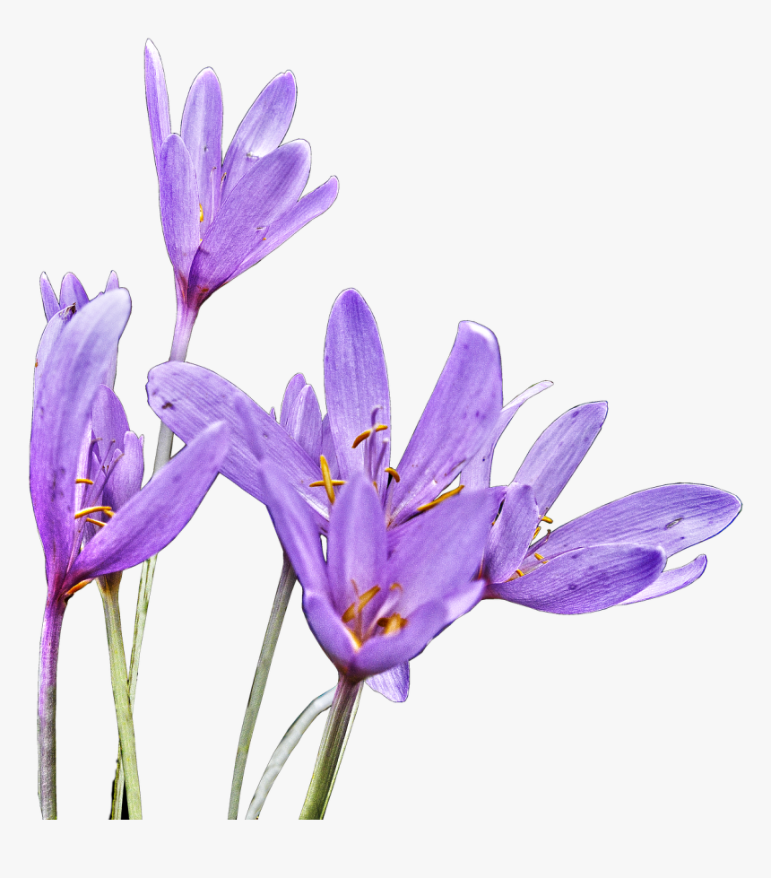 Herbstzeitlose Toxic Giftplanze Free Picture - Autumn Crocus, HD Png Download, Free Download