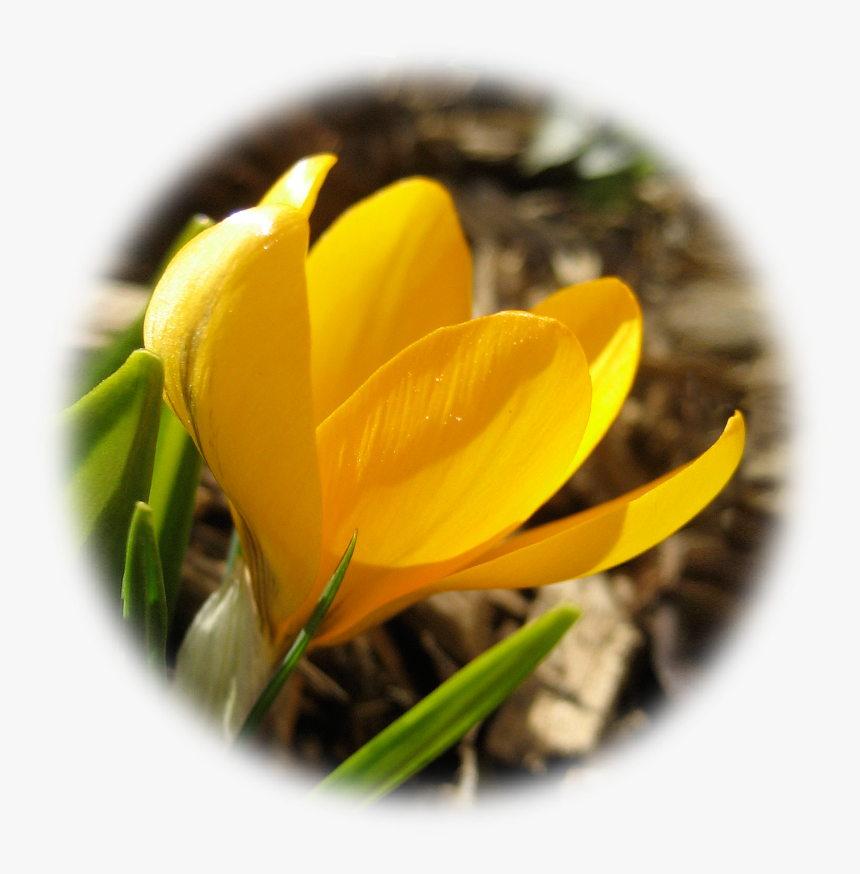 Spring Crocus, HD Png Download, Free Download