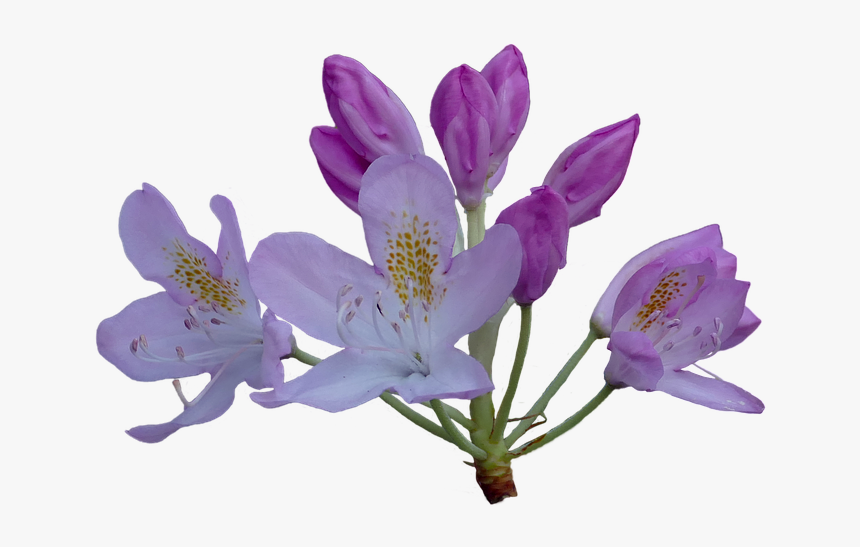 Flower,flowering Family,bellflower Family,perennial - Rhododendron Flower Png, Transparent Png, Free Download