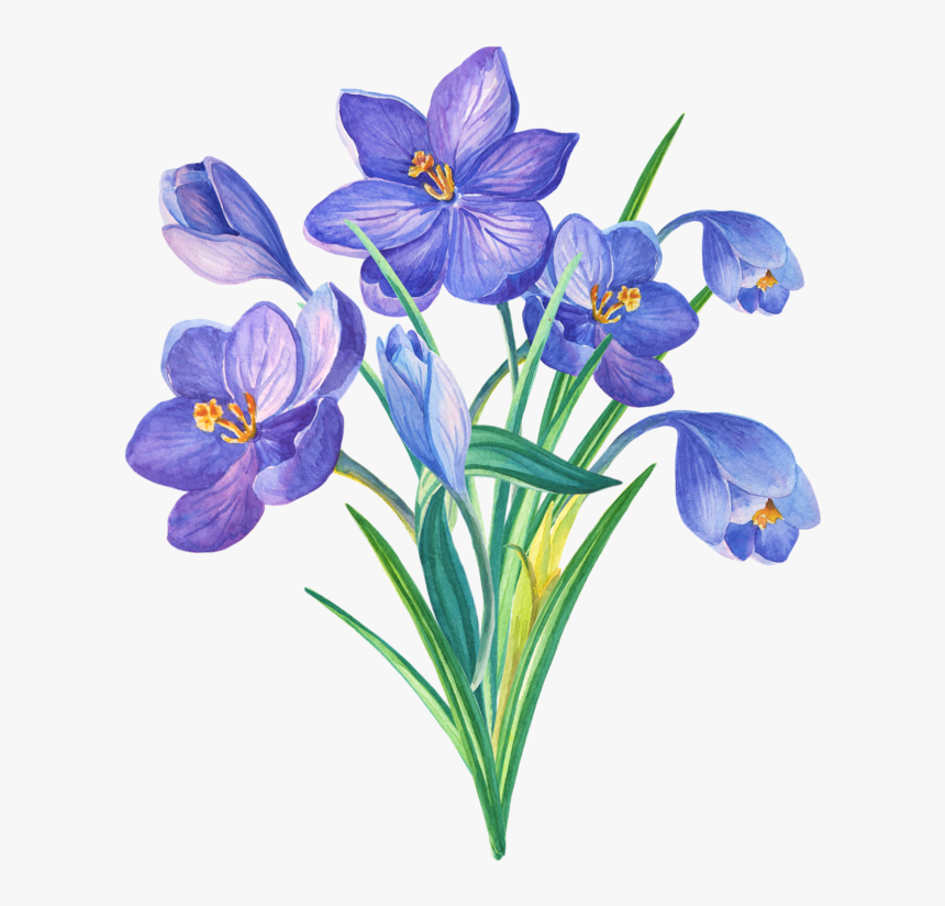 Algerian Iris, HD Png Download, Free Download