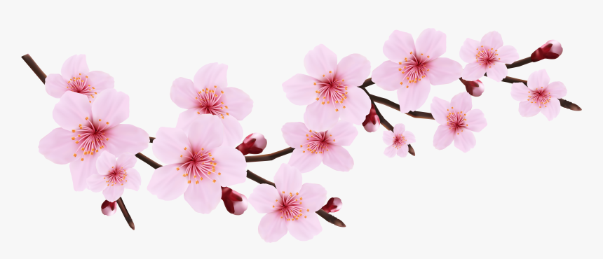 Blossom Spring Pink Twig Transparent Png Clip Art Image - Cherry Blossom Flowers Transparent Background, Png Download, Free Download