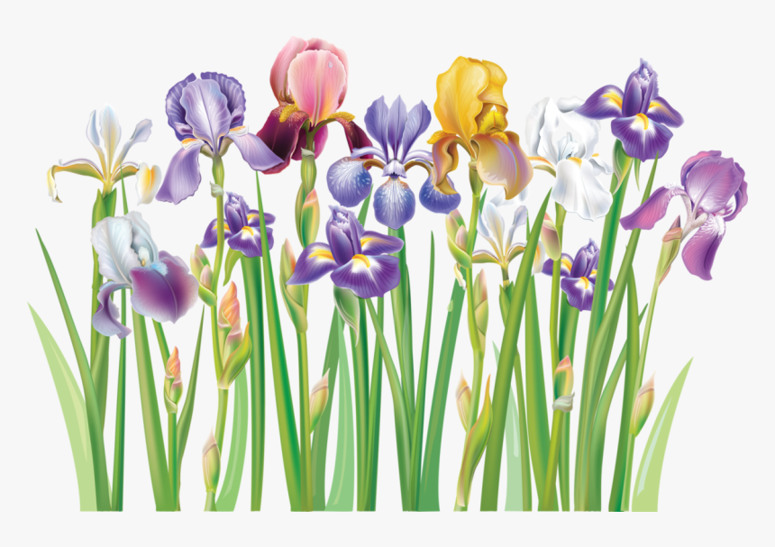 Violet Clipart Prairie Crocus - Free Clip Art Iris Flower, HD Png Download, Free Download