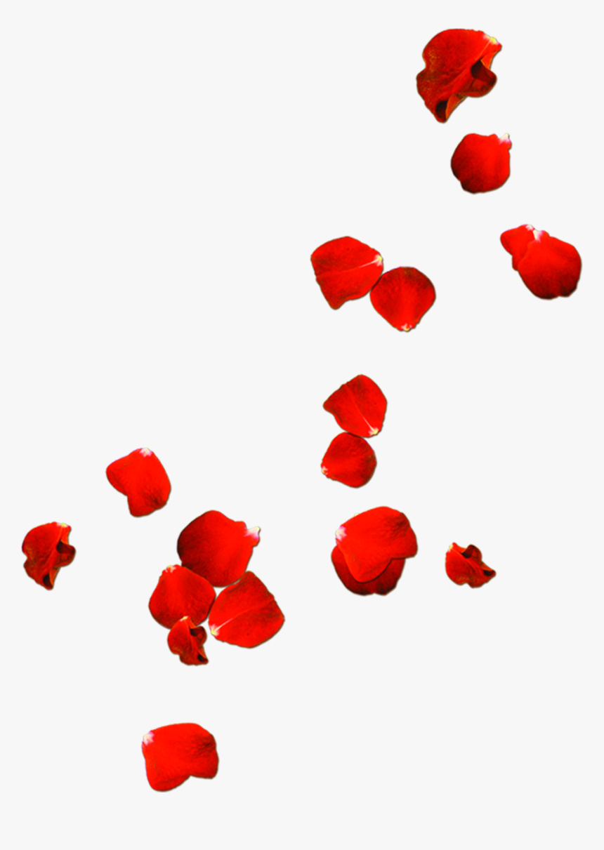 Rose Petals Png Image Free Download Searchpng, Transparent Png, Free Download