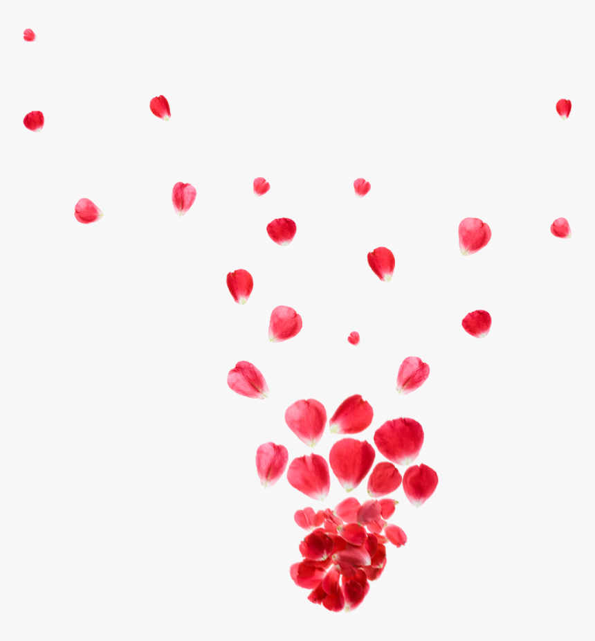 Falling Rose Petals Background Png - Illustration, Transparent Png, Free Download