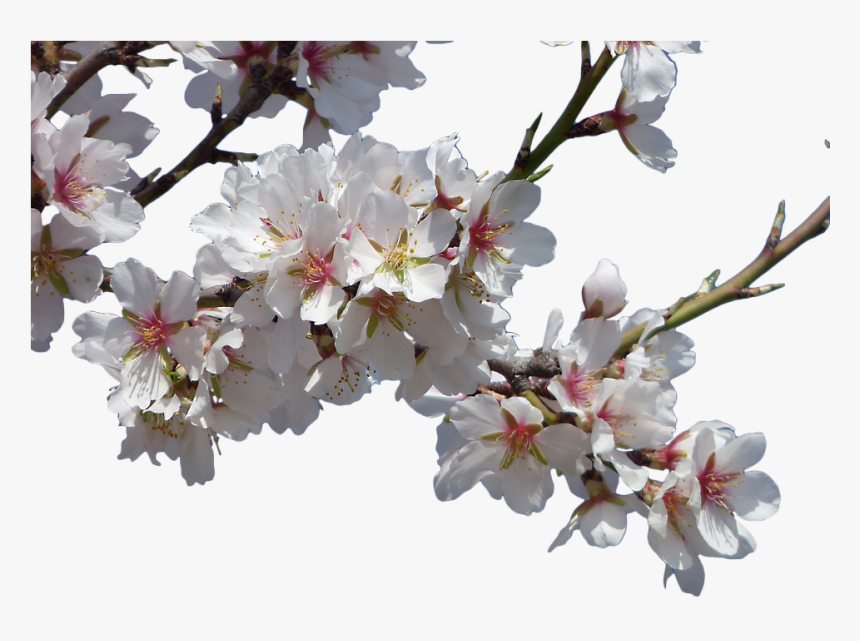 Flowers, Almond Tree, Flowering, Cropped Image, Flowery - Real Flowers Transparent Background, HD Png Download, Free Download