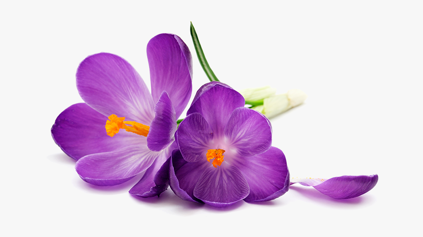 Purple Flowers Png Image Transparent - Purple Flowers White Background, Png Download, Free Download