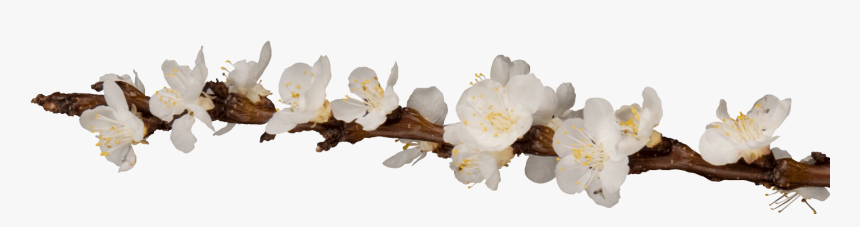 Branches With Flowers Png, Transparent Png, Free Download