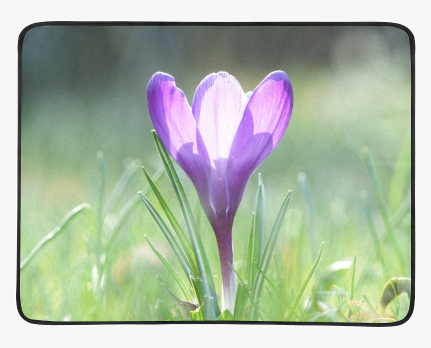 Purple Crocus In Spring 001 Beach Mat 78"x 60" - Spring Crocus, HD Png Download, Free Download